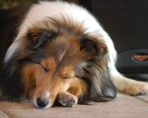 喜乐蒂牧羊犬价格高吗？2019喜乐蒂价格大公开！