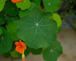 旱金莲如何养爆盆