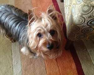 丝毛梗的饲养要点