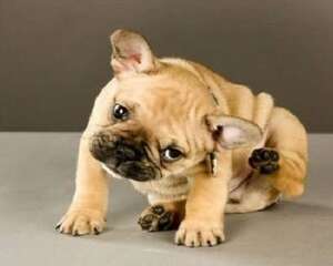 狗狗身上有跳蚤怎么办？