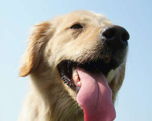 三种办法教你去除狗狗牙结石