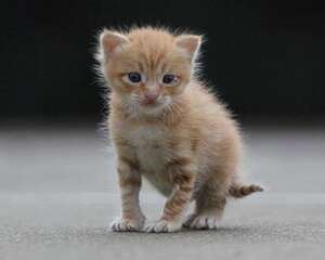 怎么养猫？新手养猫的基础知识