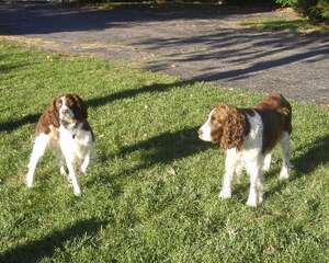 英国史宾格犬(English Springer Spaniel)品种介绍