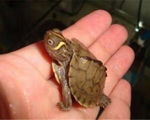 密西西比地图龟的护理知识