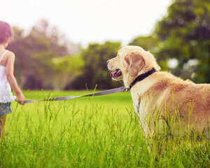 犬体外驱虫药怎么选