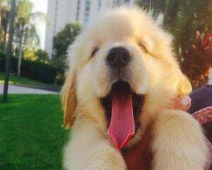 最可爱的狗狗排行榜，盘点十大最可爱的狗狗