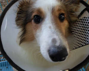 免疫—为犬猫健康保驾护航