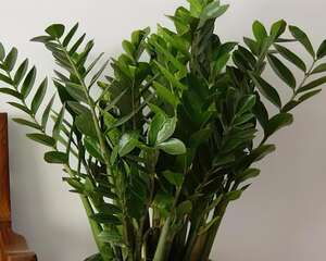 这花皮实又耐阴，躺着都能养好，不养你就亏大了！