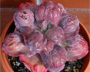 重口味：那些让你容易恶心到吃不下饭的多肉植物们