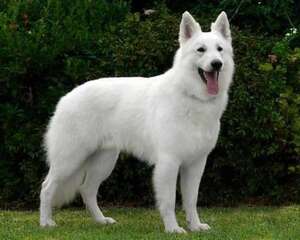 白色瑞士牧羊犬怎么样？白色瑞士牧羊犬介绍
