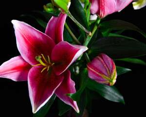 百合花的修剪方法