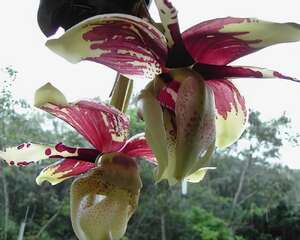 老虎兰的介绍与养护要点