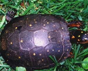 星点水龟资料简介