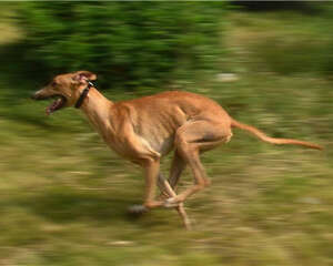 灵缇犬吃什么好