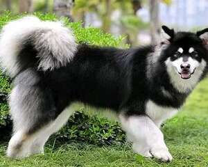 狗狗的鼻子发干是什么原因呢？