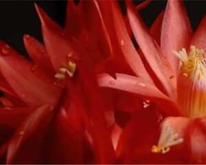 假昙花