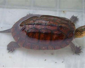 家养水龟吃什么比较好？