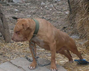 能帮狗狗消毒的药物有哪些