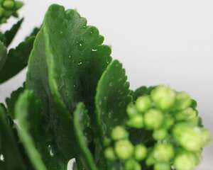 长寿花怎么摘心