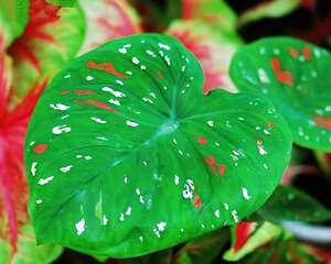 二色芋的花语：喜欢、欢喜