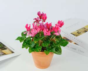 刚买回来的仙客来，叶子蔫了怎么回事