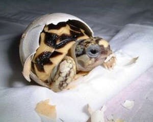 龟蛋的孵化技巧——忍