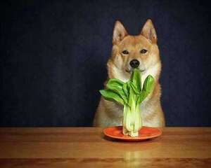 狗狗不能吃的蔬菜都有哪些