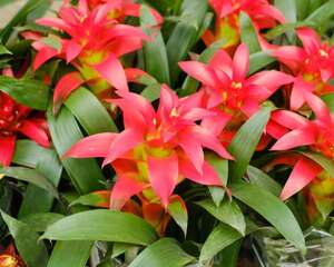 新买的鸿运当头怎么养