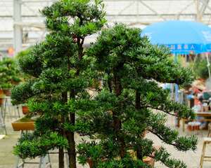 罗汉松种子怎么种