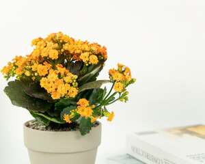 如何使长寿花在圣诞开花