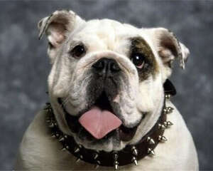 牛头獒的形态特征