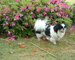 狗狗能不能看清颜色