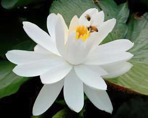 茉莉花图片