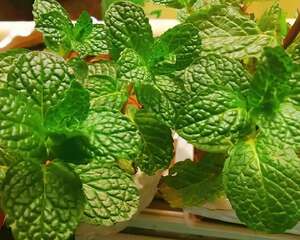 6种吃虫子的花，家里养1盆，虫子都被吓跑了！