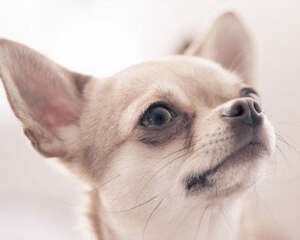 吉娃娃智商高不高