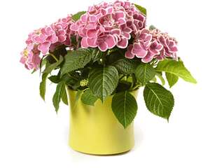 绣球花可以放在卧室吗