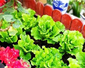 秋天种的15种蔬菜，泡沫箱里撒把籽，下个月就能吃！