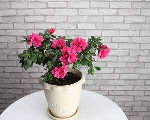 杜鹃花适合家里养吗