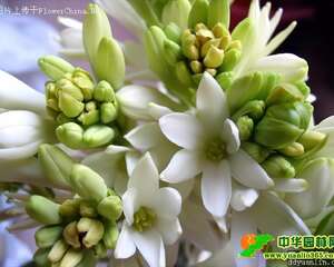 夜来香为什么在夜间开花？