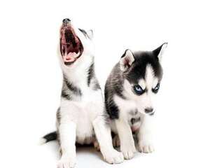 两个月大的小哈士奇能吃生鸡蛋么？