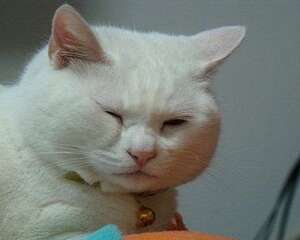 麒麟猫有哪些特征？麒麟猫介绍