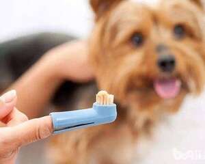 怎么帮狗狗刷牙 狗狗刷牙不配合怎么办