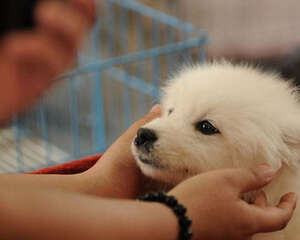 如何减少宠物托运意外事故发生?