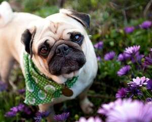成年的八哥犬该怎么喂食