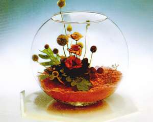 瓶景植物制作