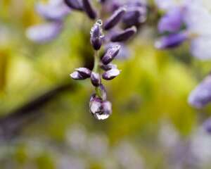 紫藤的花期