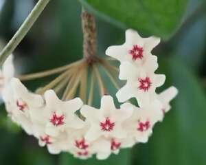20种花，春天打开小机关，开花提早半个月！