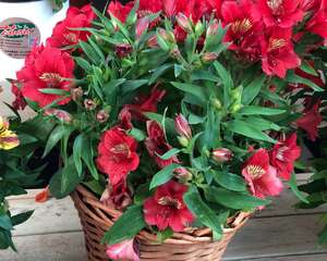 六出花的花语是什么