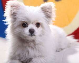 家长们要注意的一些养狗恶习