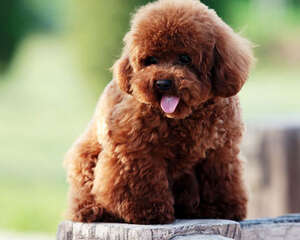 幼犬驱虫要注意哪些问题